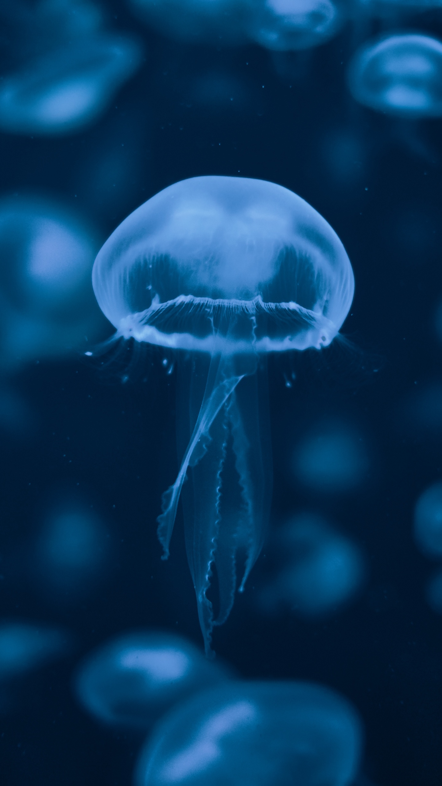 Обои Медуза, вода, синий, cnidaria, биолюминесценция в разрешении 1440x2560