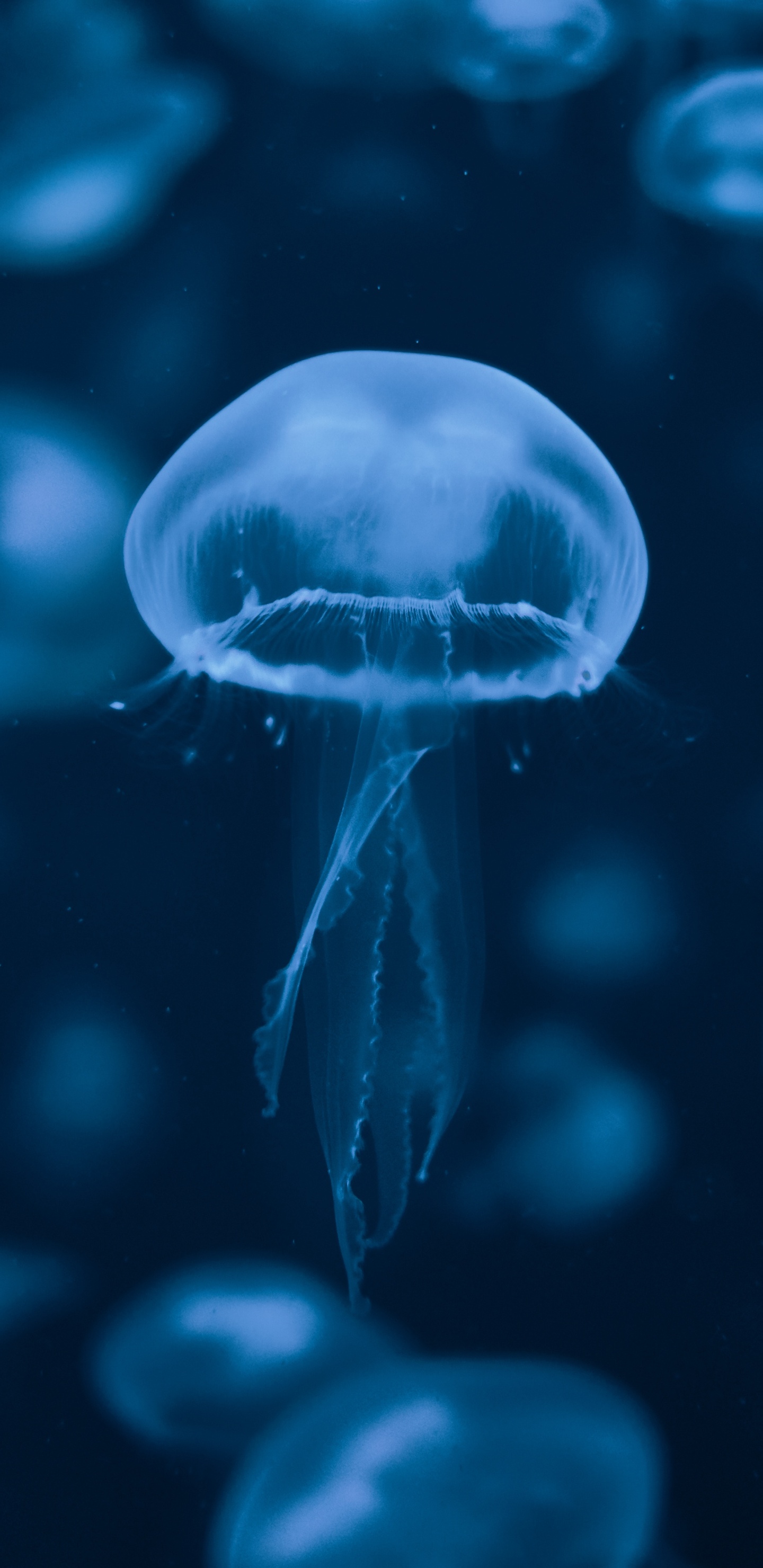 Обои Медуза, вода, синий, cnidaria, биолюминесценция в разрешении 1440x2960
