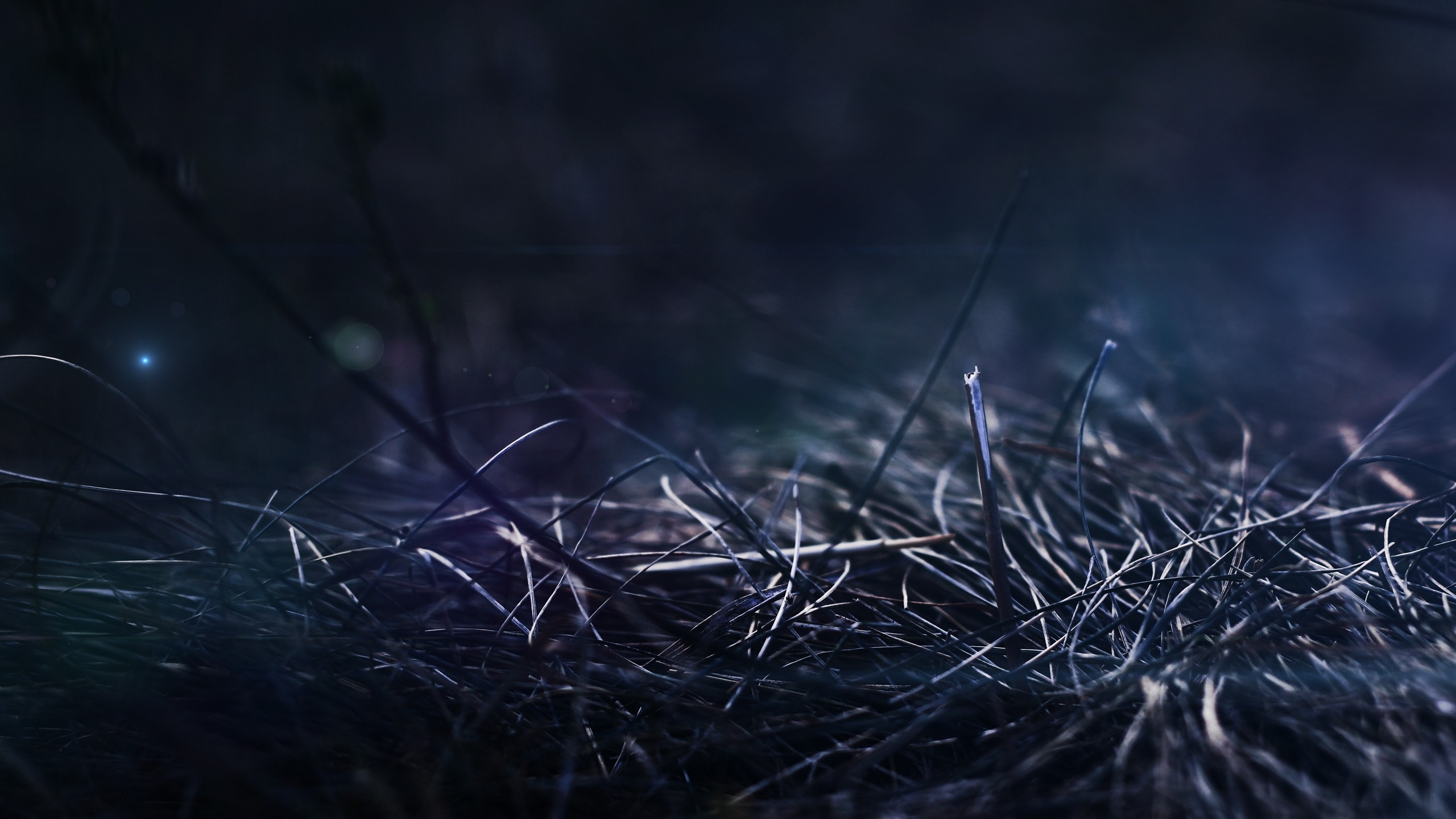 Обои вода, ночь, макросъемка, неба, боке в разрешении 2560x1440