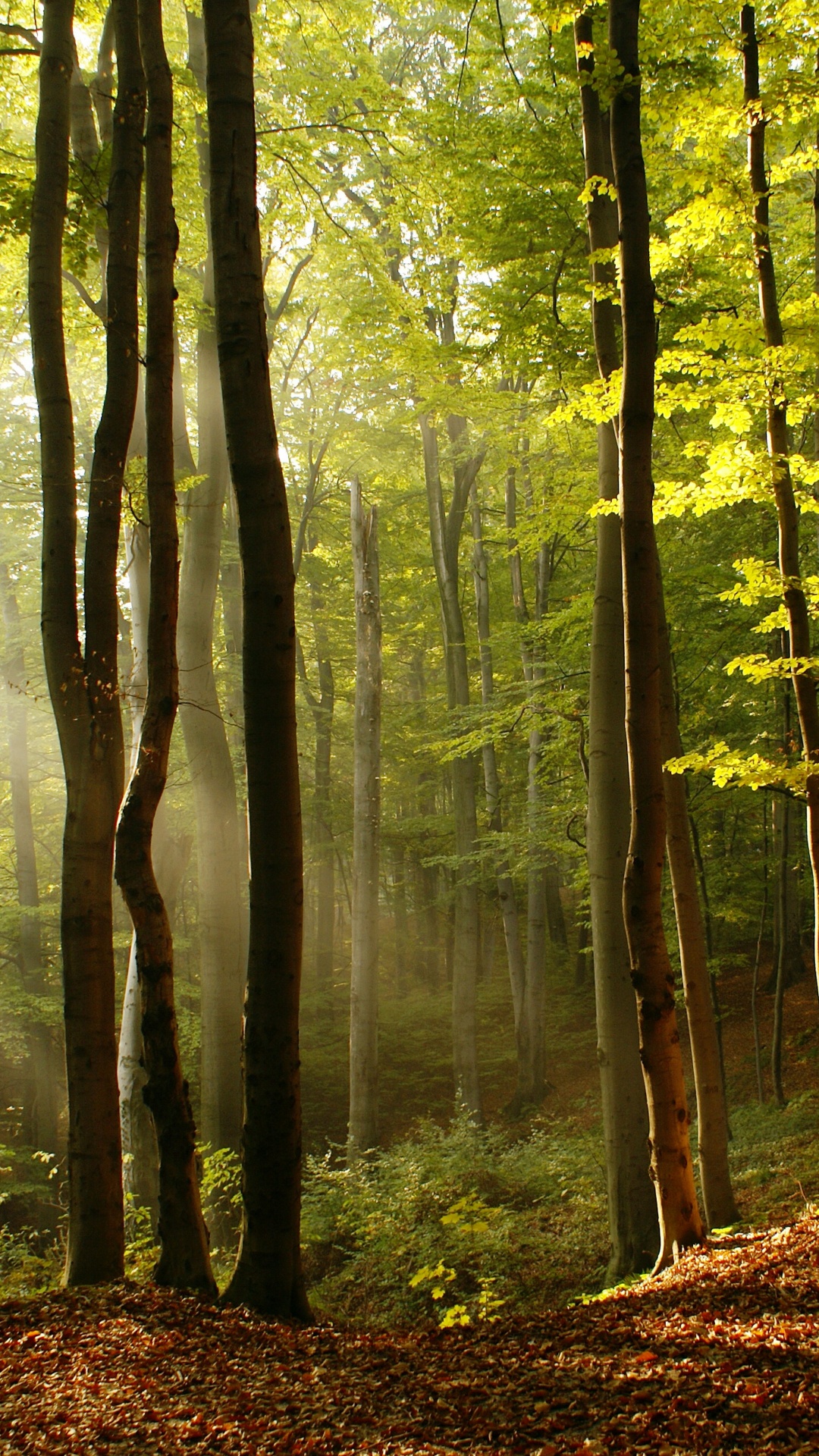Обои лес, дерево, природный ландшафт, Люди в природе, природа в разрешении 1080x1920