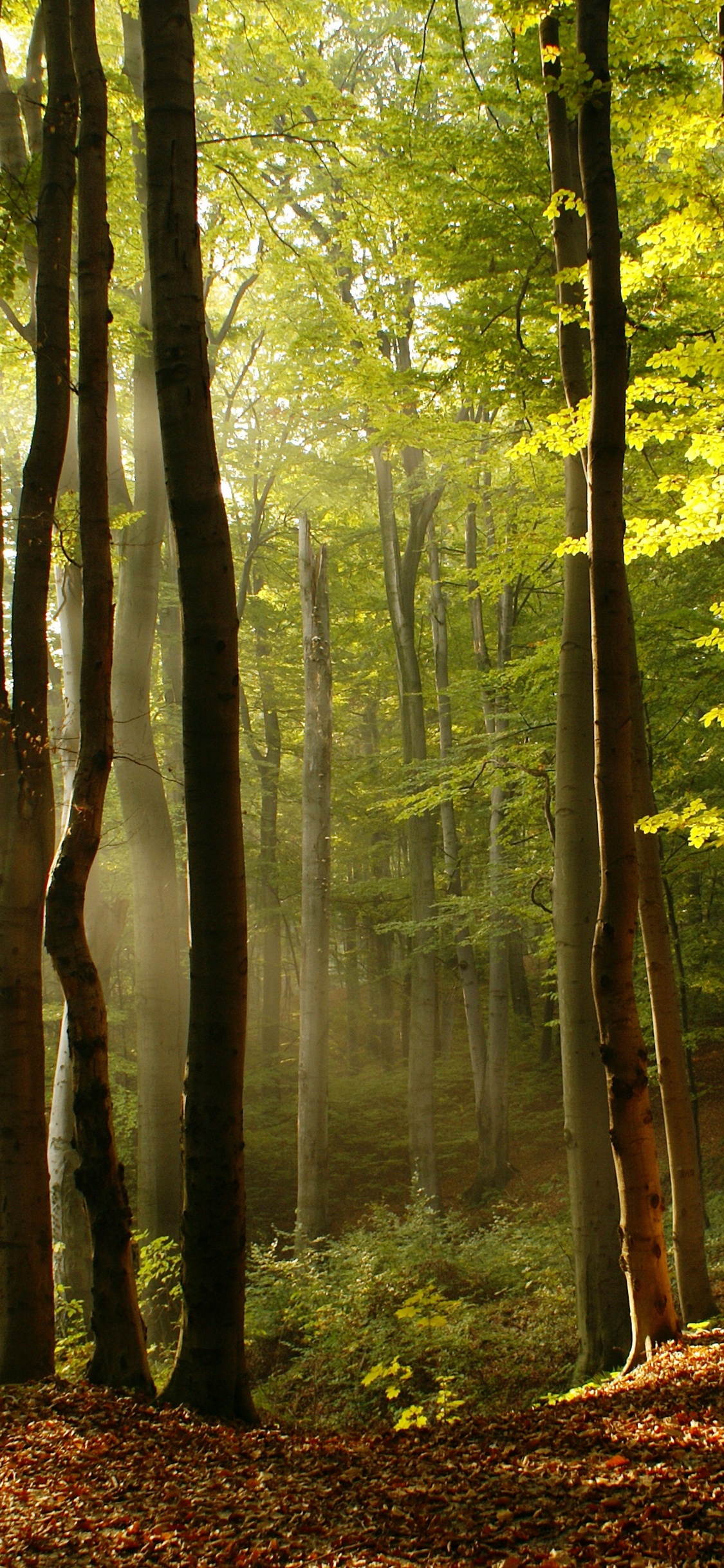 Обои лес, дерево, природный ландшафт, Люди в природе, природа в разрешении 1125x2436