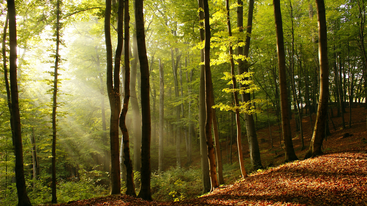 Обои лес, дерево, природный ландшафт, Люди в природе, природа в разрешении 1280x720