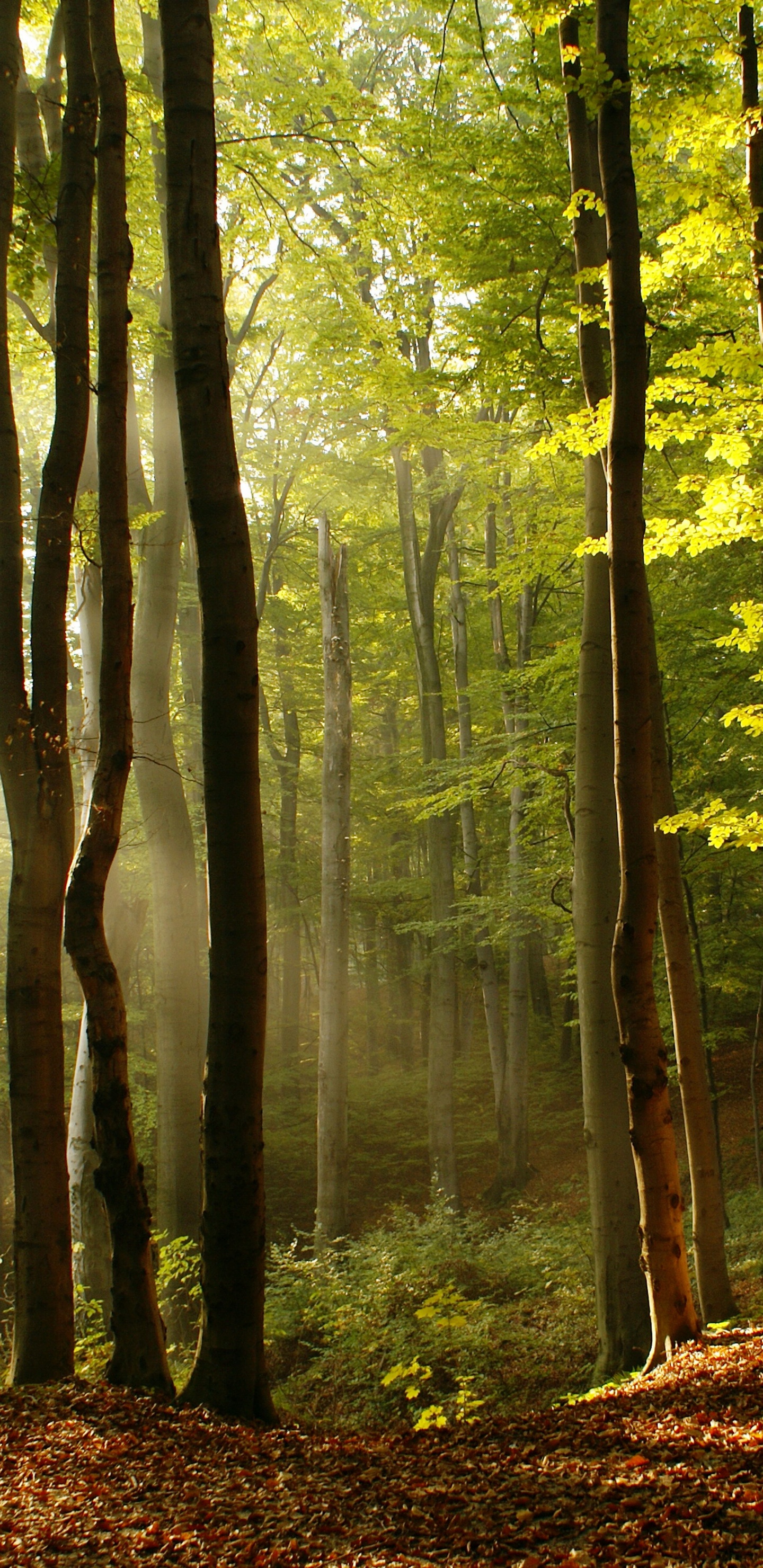 Обои лес, дерево, природный ландшафт, Люди в природе, природа в разрешении 1440x2960