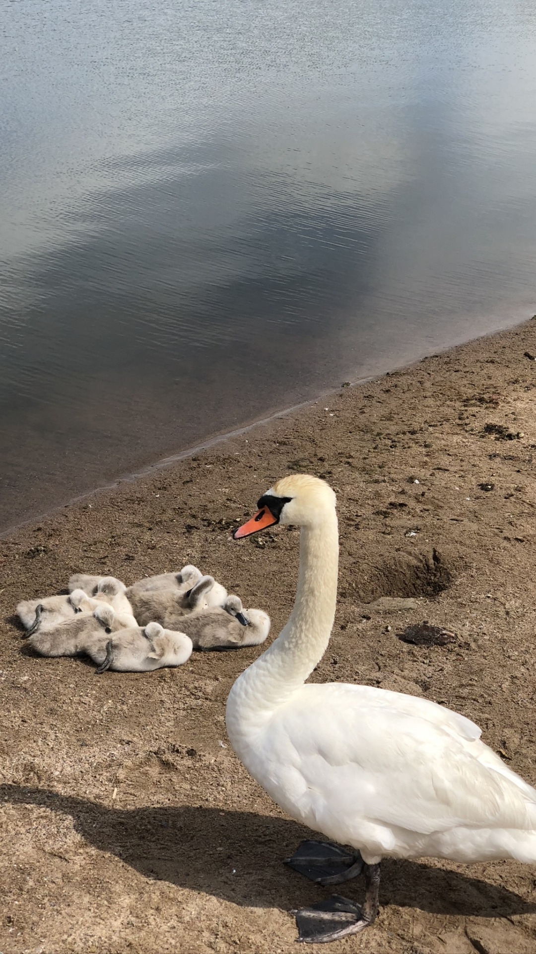 Обои Лебедь, водоплавающие птицы, биология, наука, водоем в разрешении 1080x1920