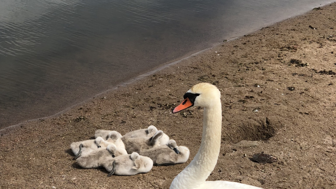 Обои Лебедь, водоплавающие птицы, биология, наука, водоем в разрешении 1280x720