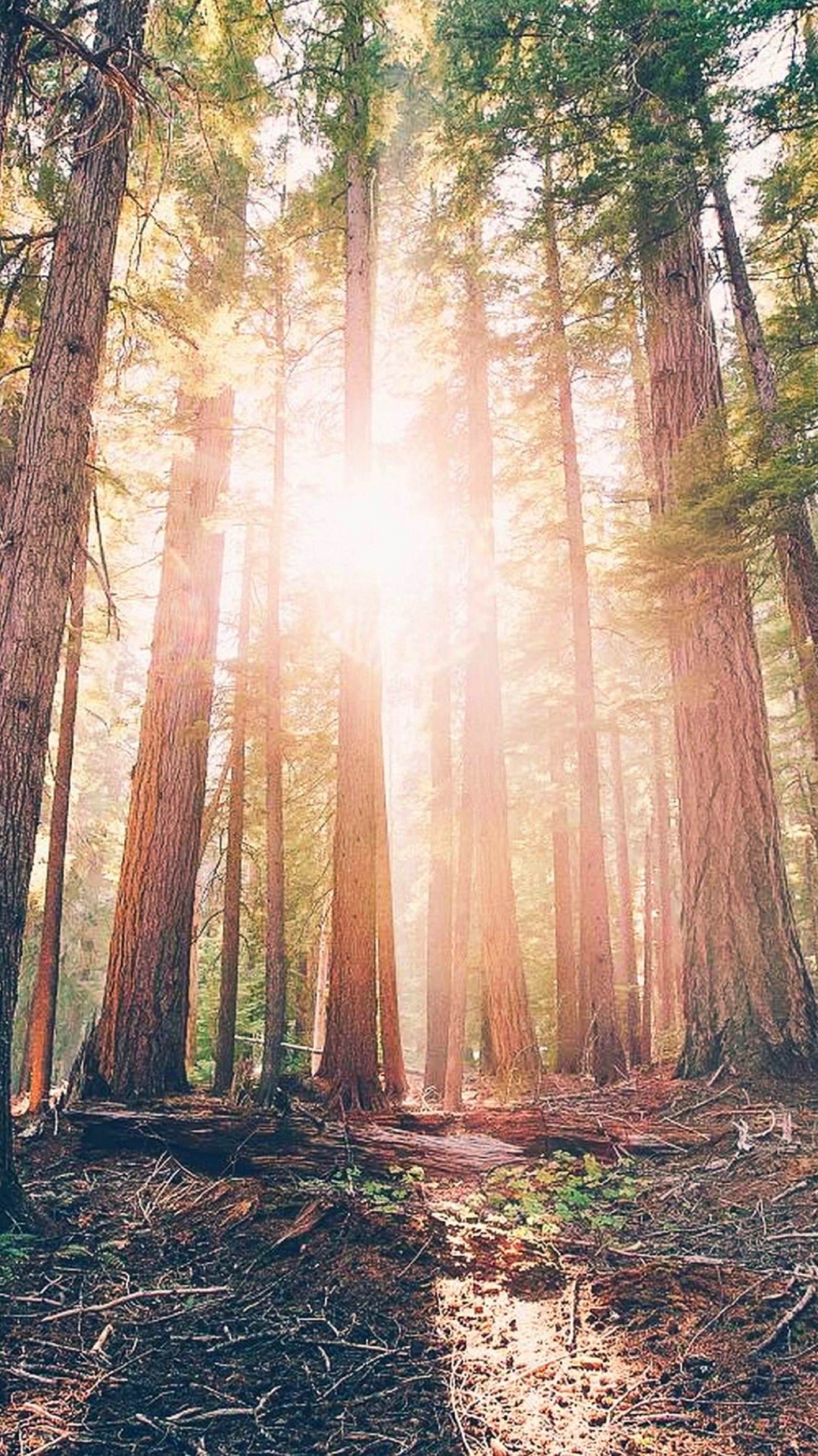 Обои лес, дерево, солнечный свет, лесистая местность, биом в разрешении 1080x1920