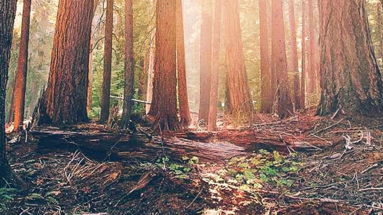 Обои лес, дерево, солнечный свет, лесистая местность, биом в разрешении 1280x720