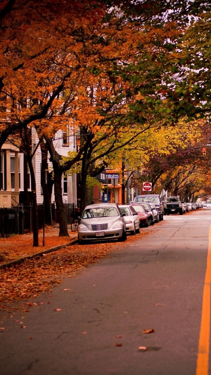 Обои осень, дерево, лист, переулок, городской район в разрешении 720x1280