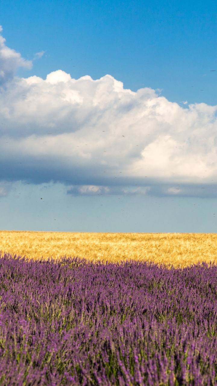 Обои луг, лаванда, поле, прерия, сенокосное угодье в разрешении 720x1280