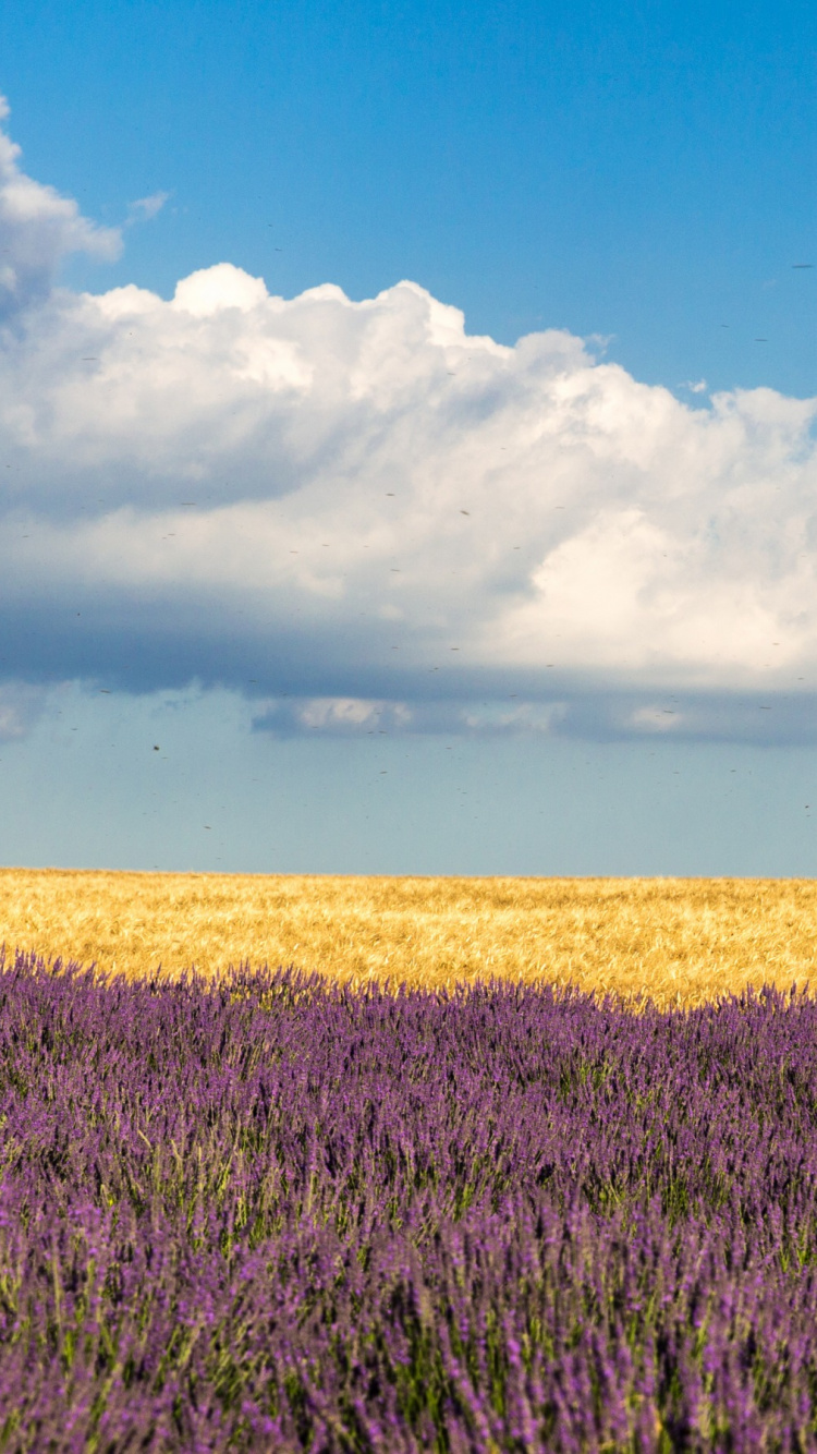 Обои луг, лаванда, поле, прерия, сенокосное угодье в разрешении 750x1334