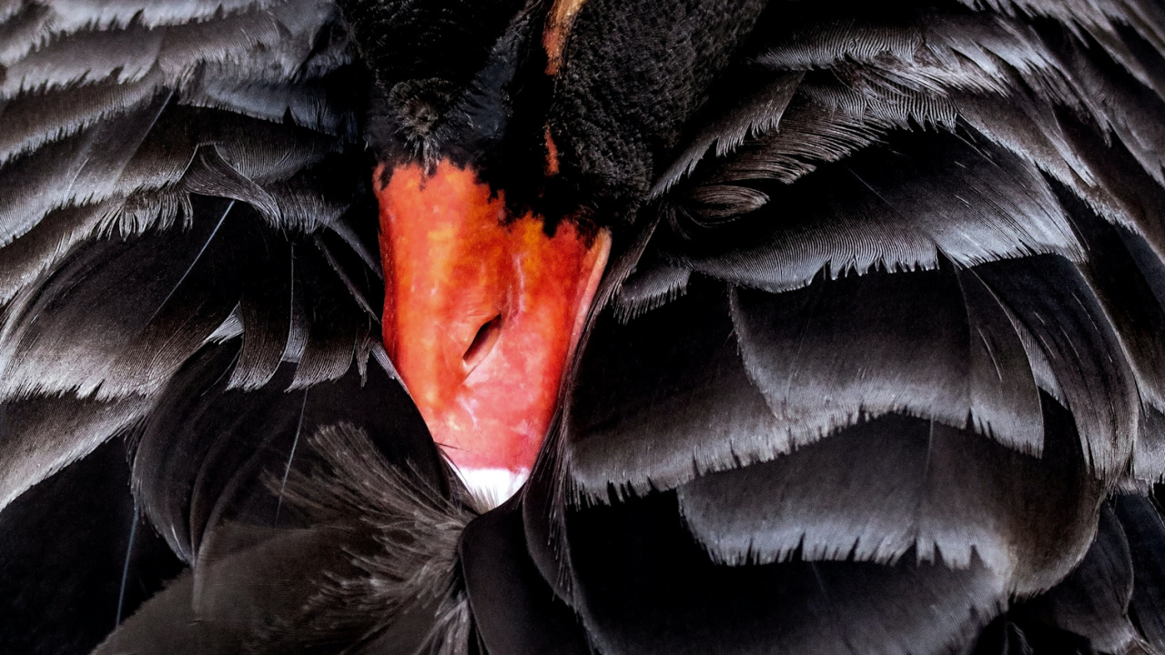 Обои Черный лебедь, австралийские птицы животные, птица, растение, клюв в разрешении 1280x720