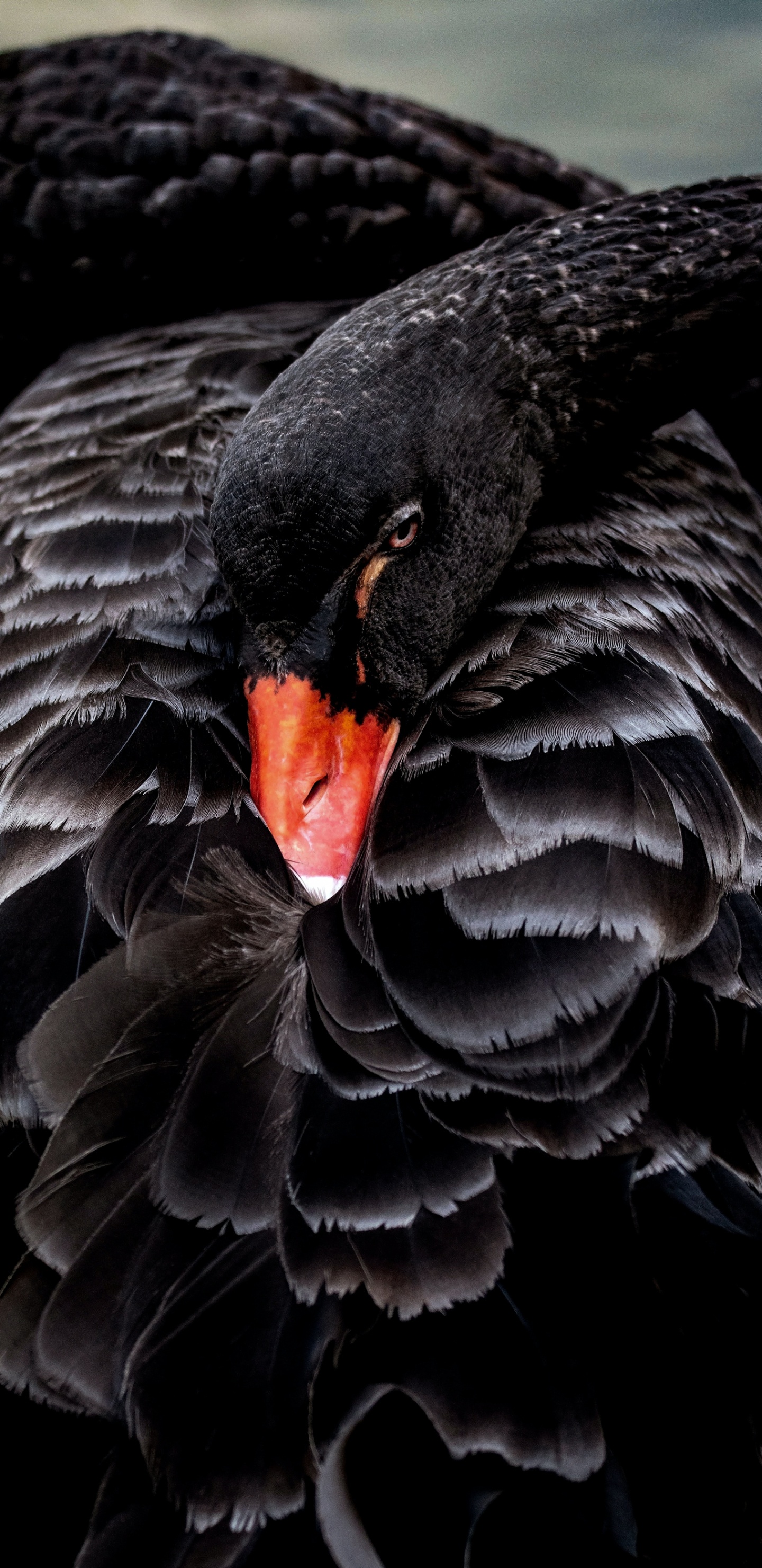 Обои Черный лебедь, австралийские птицы животные, птица, растение, клюв в разрешении 1440x2960