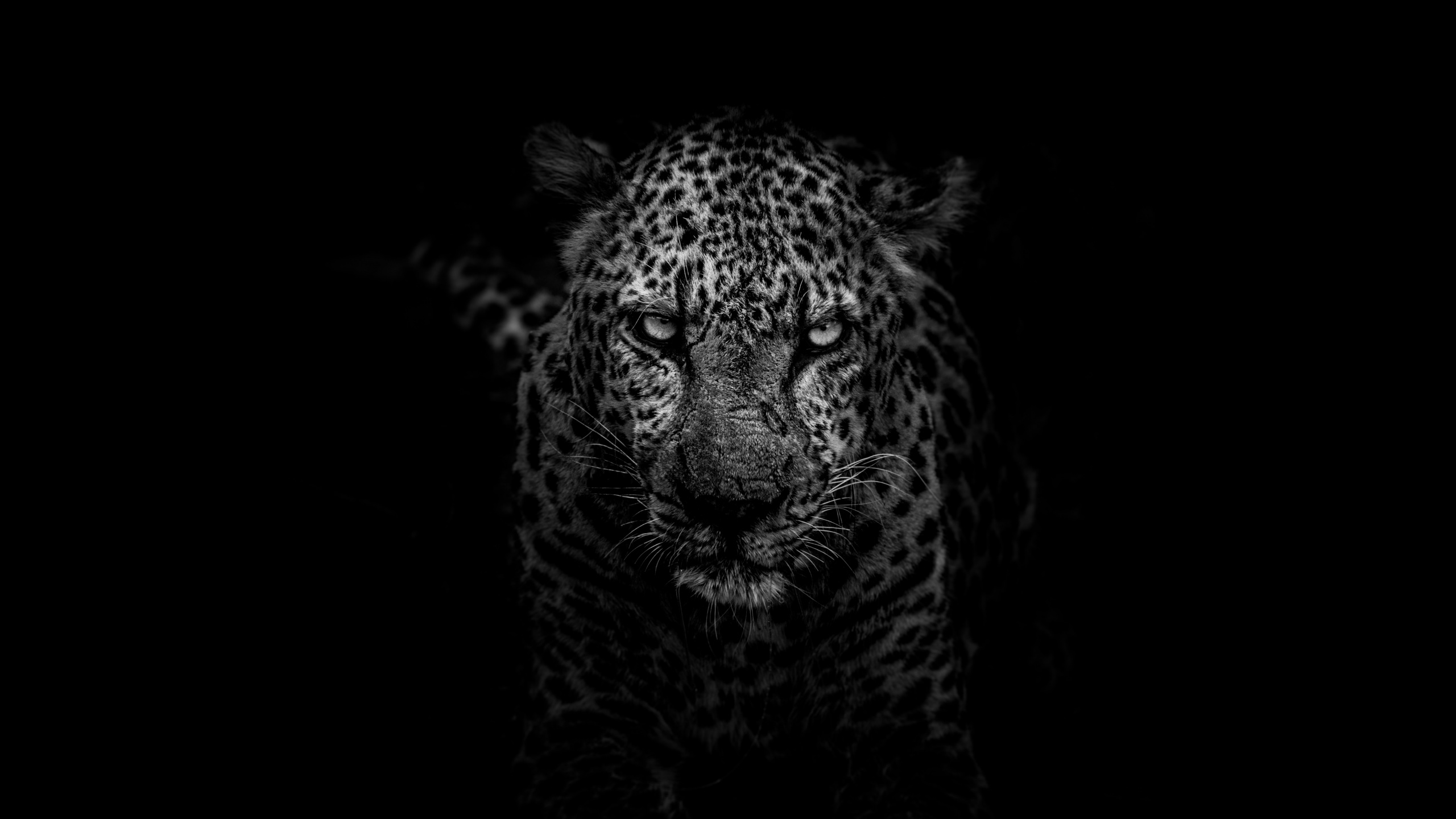 Обои Ягуар, большая кошка, черный, кошачьих, живая природа в разрешении 2560x1440