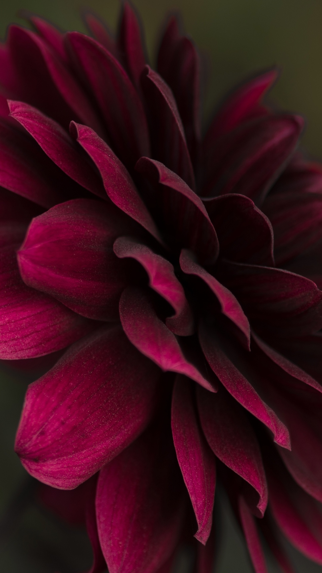 Обои цветок Шубх Сакал, цветочный дизайн, цветок, растение, лепесток в разрешении 1080x1920