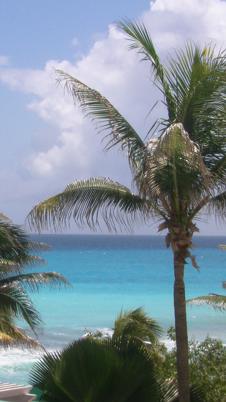 Обои тропическая зона, Сапсъп, отпуск, дерево, Пальма в разрешении 750x1334