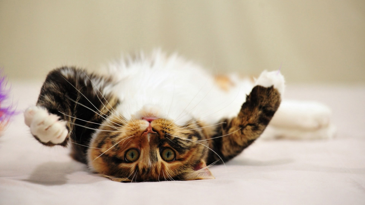 Обои полосатый кот, котенок, мех, морда, привлекательность в разрешении 1280x720