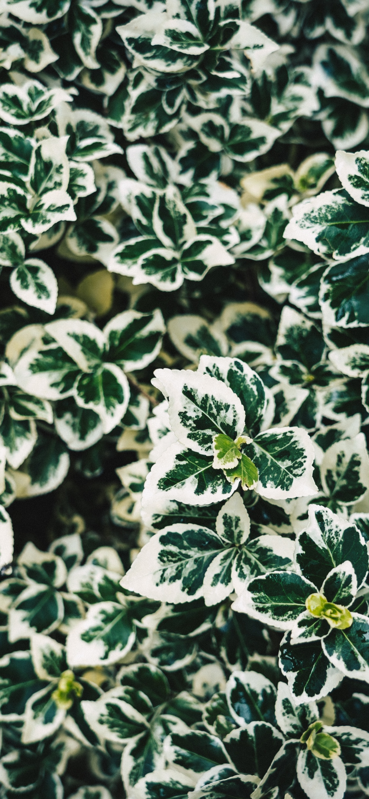 Обои лист, дерево, зеленый, узор, растение в разрешении 1242x2688