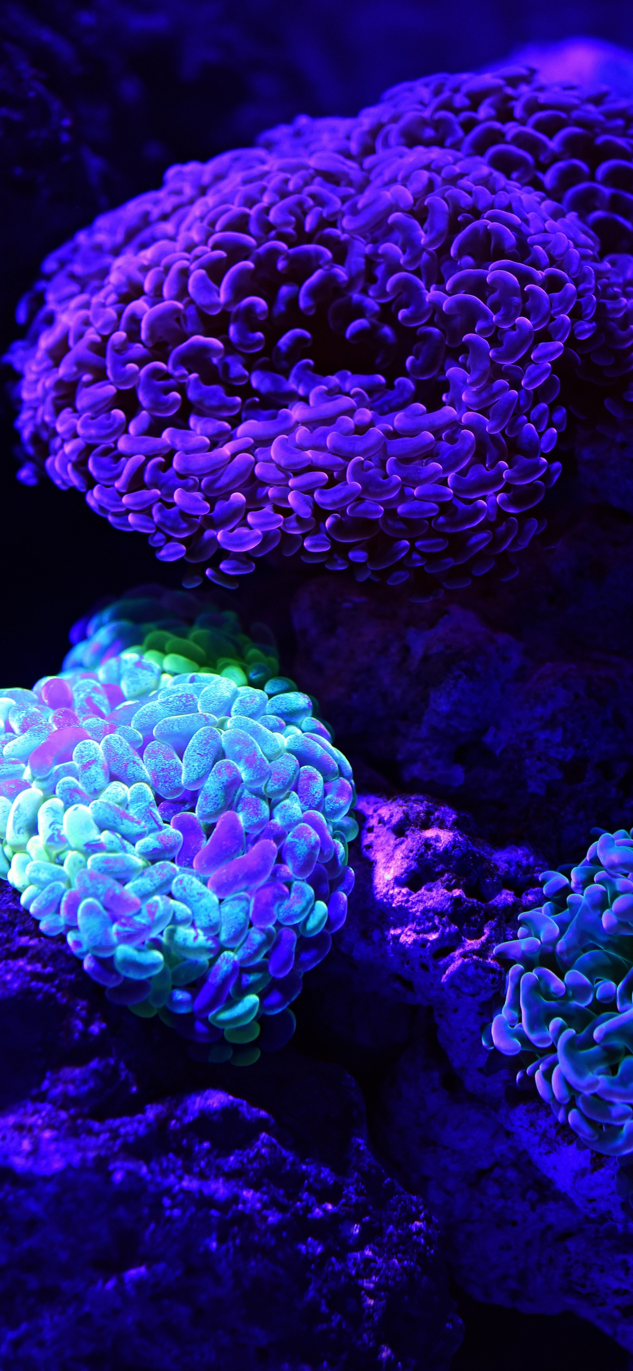 Обои коралловый риф, риф, синий, каменистых кораллов, коралл в разрешении 1242x2688