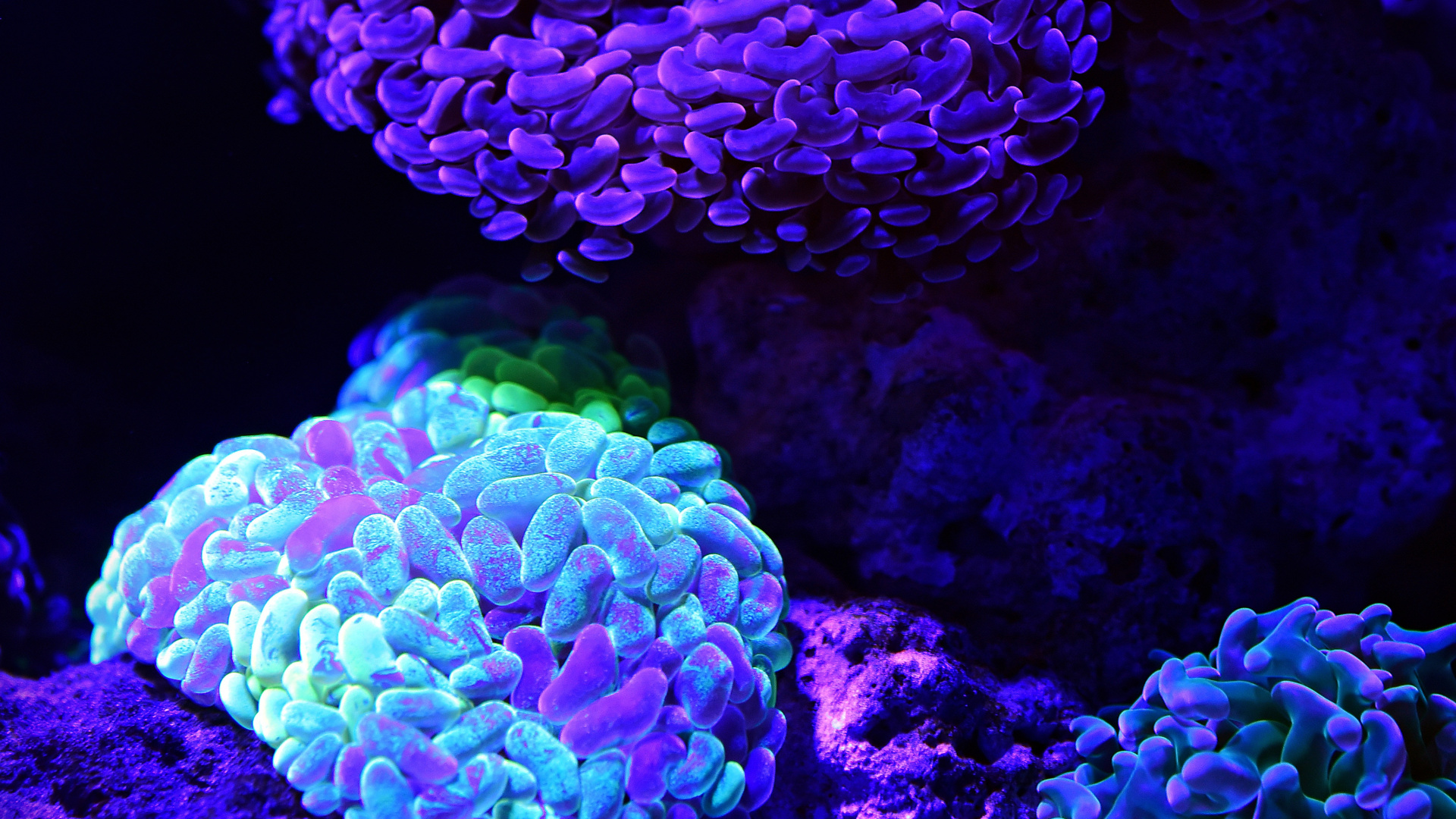 Обои коралловый риф, риф, синий, каменистых кораллов, коралл в разрешении 1920x1080