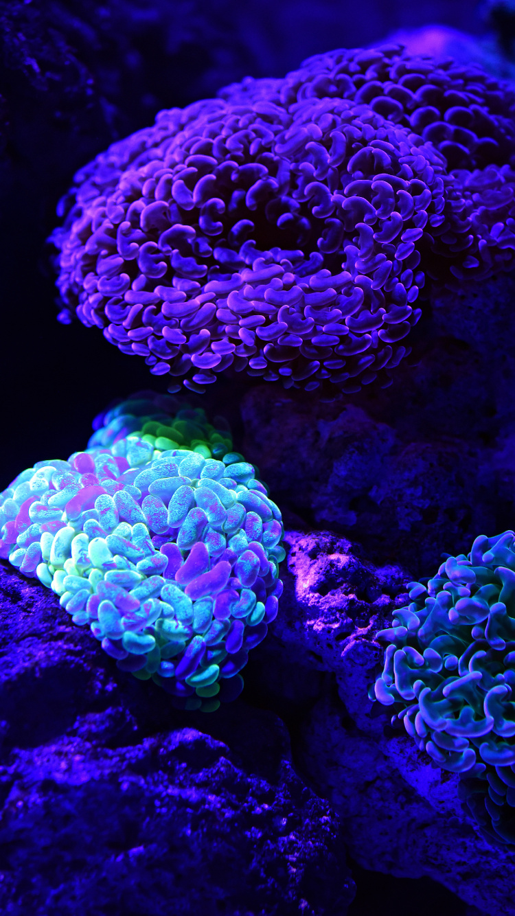 Обои коралловый риф, риф, синий, каменистых кораллов, коралл в разрешении 750x1334