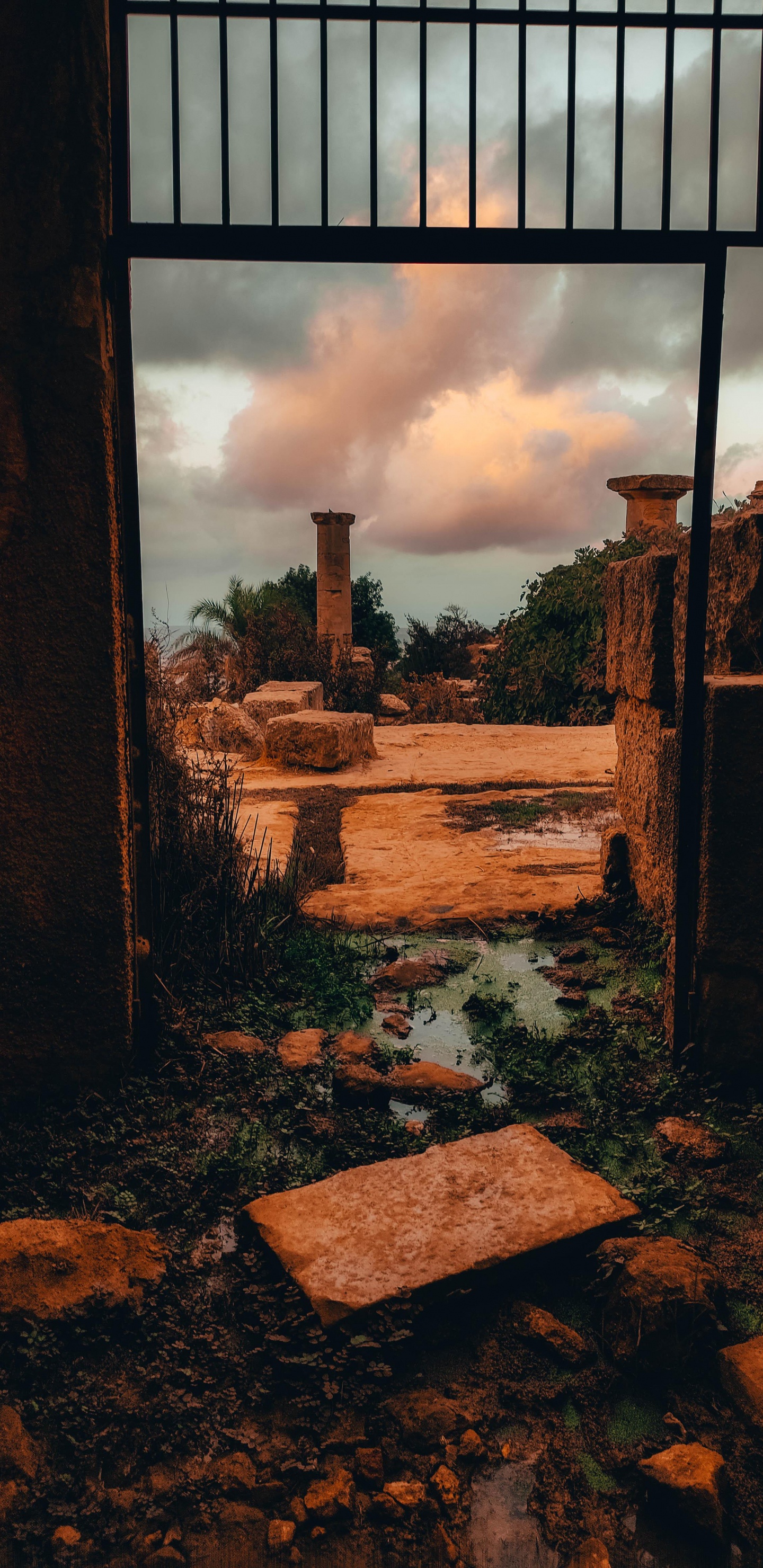 Обои просыпайся в небе, облако, растение, древесина, кирпичная кладка в разрешении 1440x2960