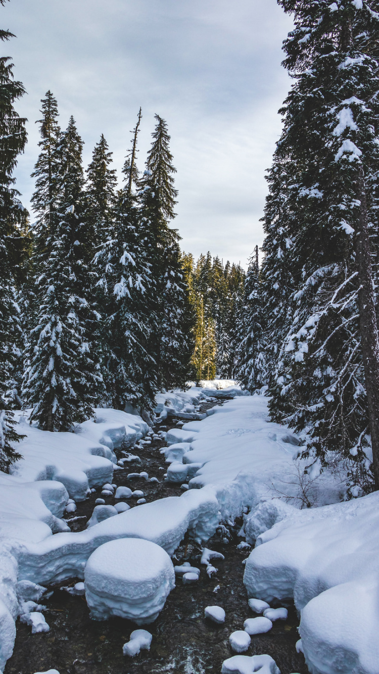 Обои зима, снег, дерево, замораживание, дикая местность в разрешении 750x1334
