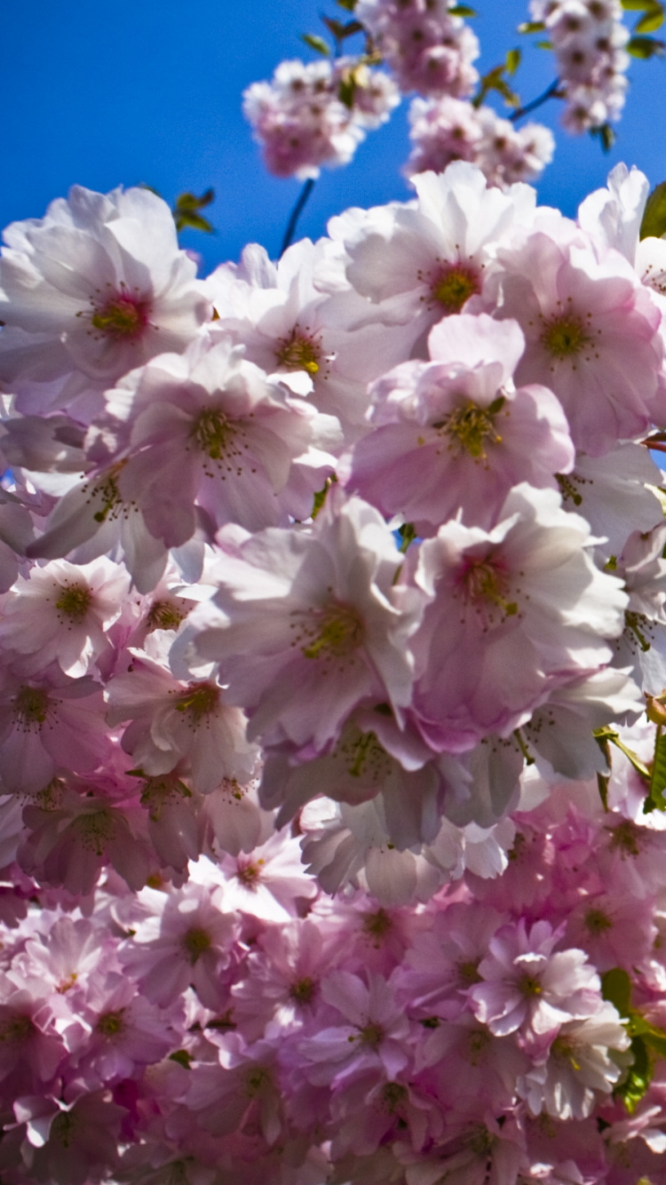 Обои расцвет, цветение вишни, весна, растение, розовый в разрешении 750x1334