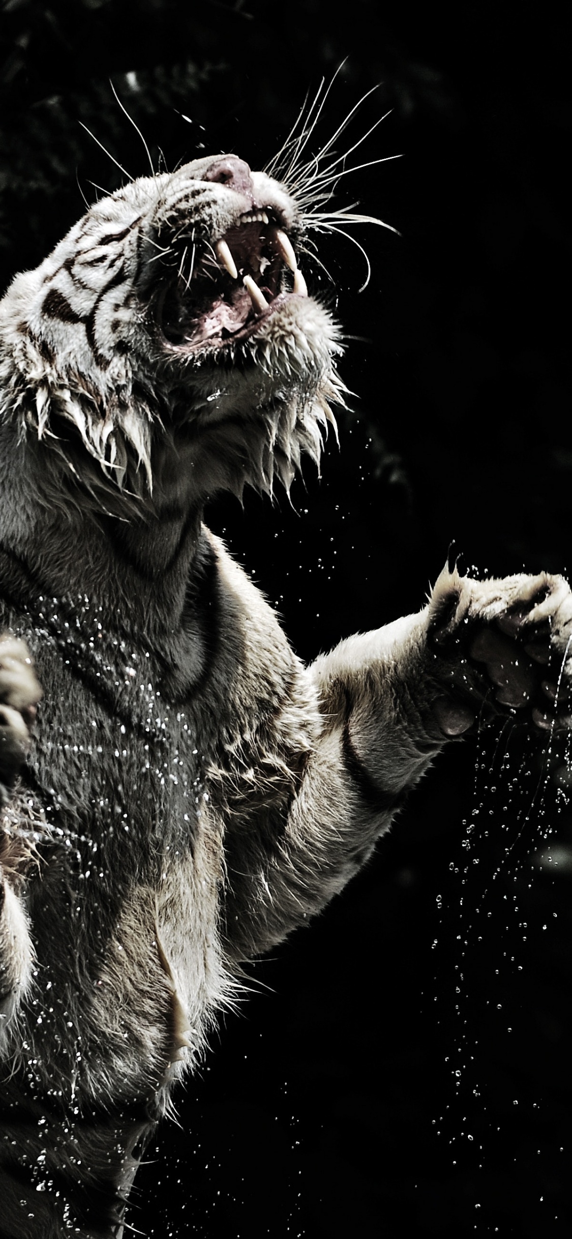 Обои Белый тигр, тигр, Лев, черный, монохромный в разрешении 1125x2436