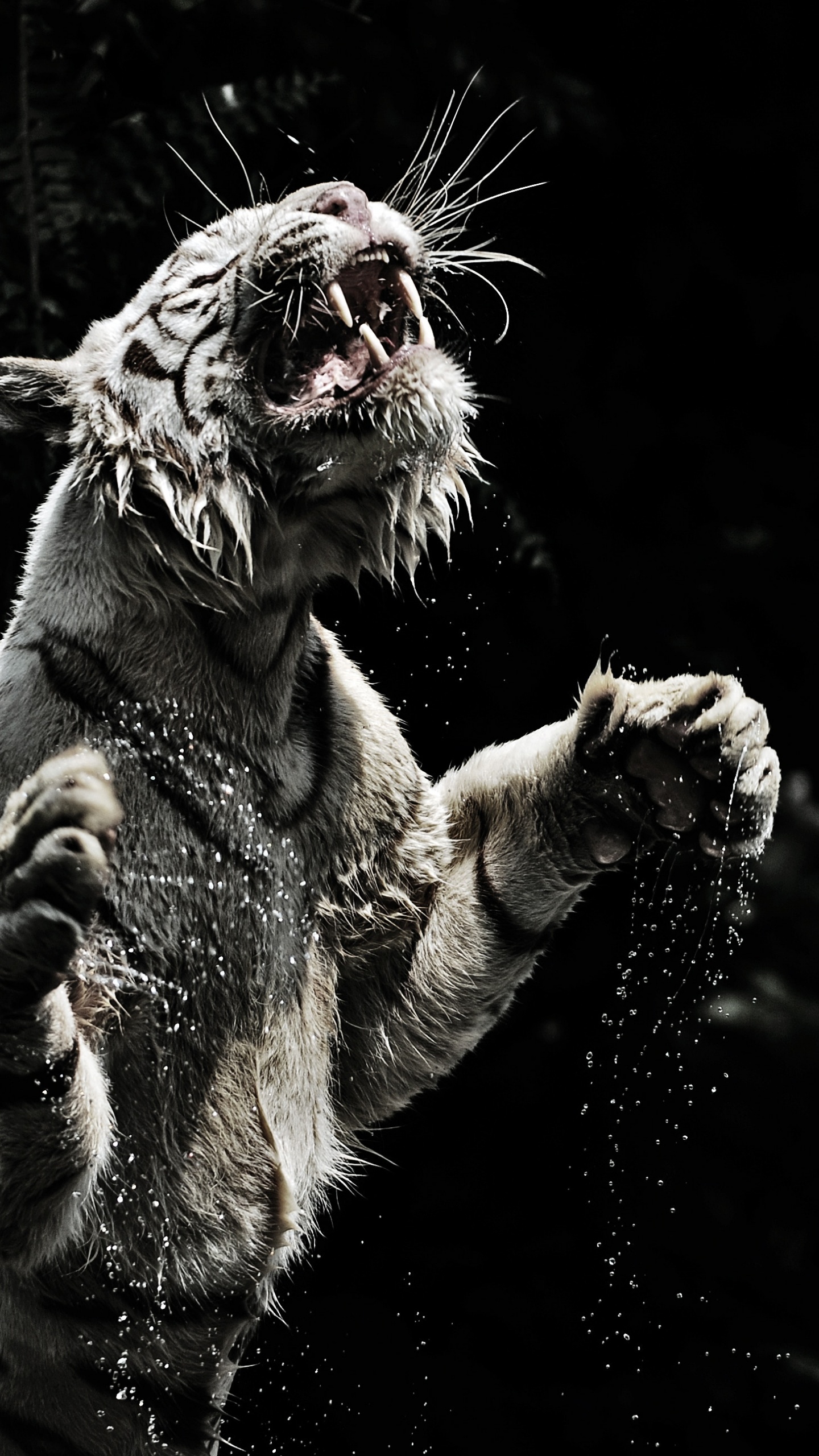 Обои Белый тигр, тигр, Лев, черный, монохромный в разрешении 1440x2560