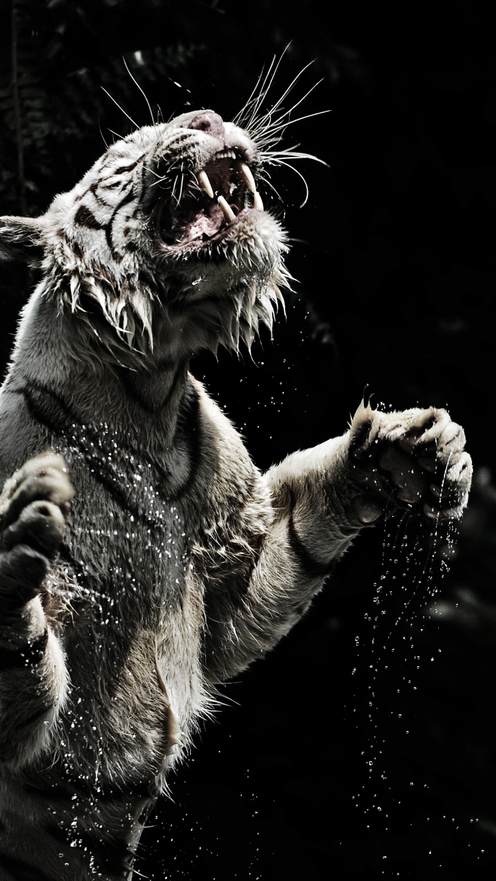 Обои Белый тигр, тигр, Лев, черный, монохромный в разрешении 720x1280