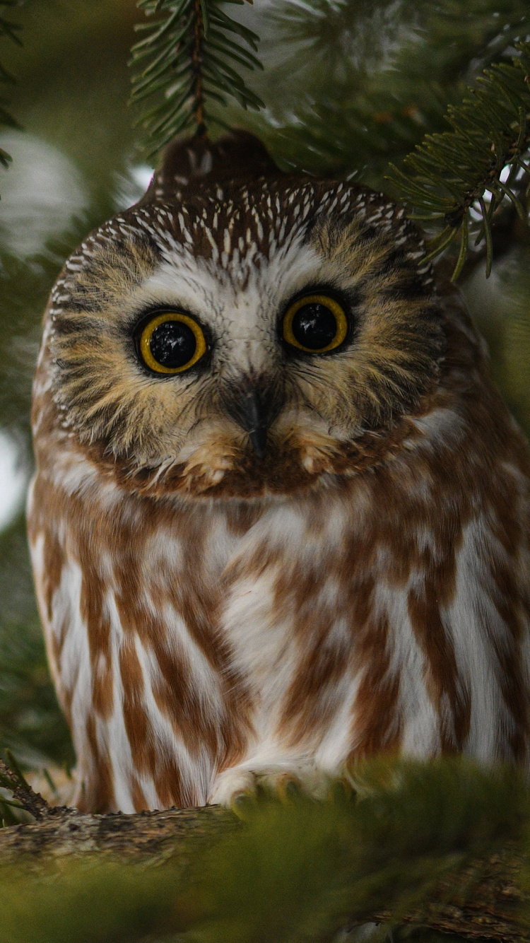 Обои сова, птица, природа, хищная птица, живая природа в разрешении 750x1334