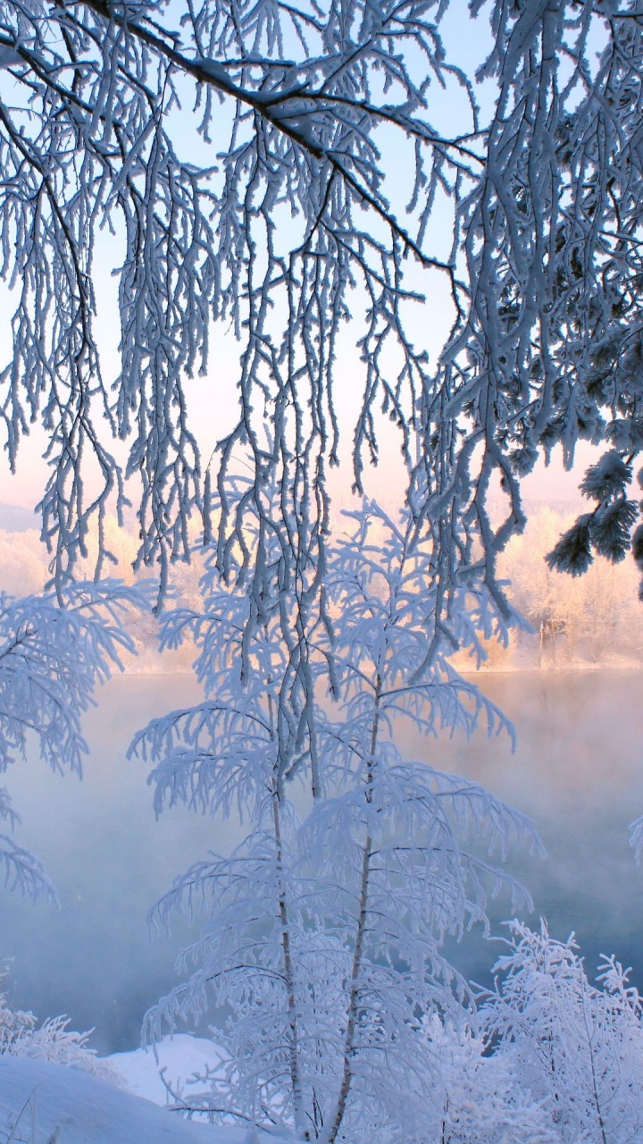 Обои зима, снег, природа, дерево, мороз в разрешении 720x1280