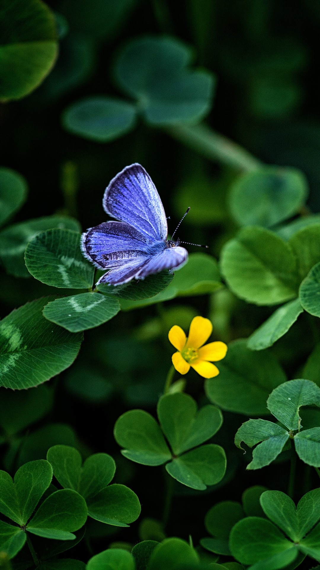Обои зеленый, лист, синий, насекомое, бабочка в разрешении 1080x1920