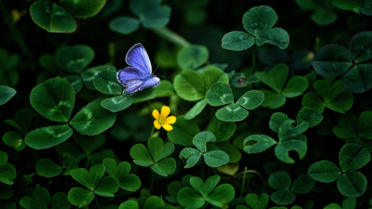 Обои зеленый, лист, синий, насекомое, бабочка в разрешении 1280x720