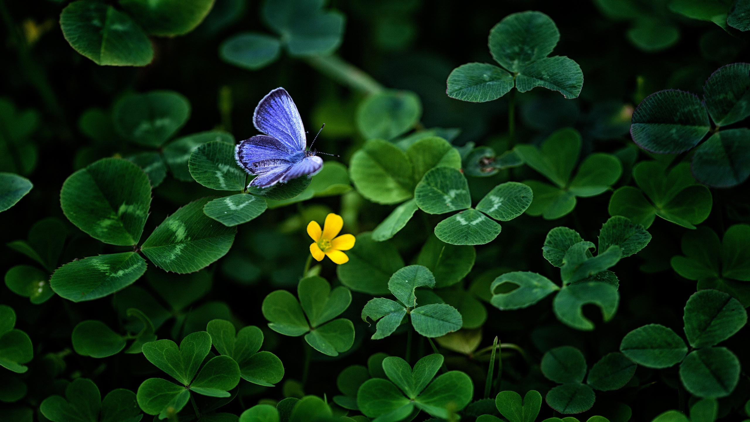 Обои зеленый, лист, синий, насекомое, бабочка в разрешении 2560x1440