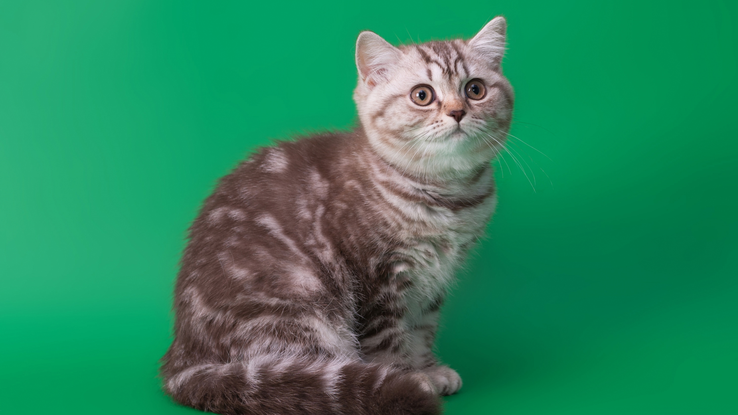 Обои кот, ли дракон, американская жесткошерстная кошка, млекопитающее, кошки малого и среднего размера в разрешении 2560x1440