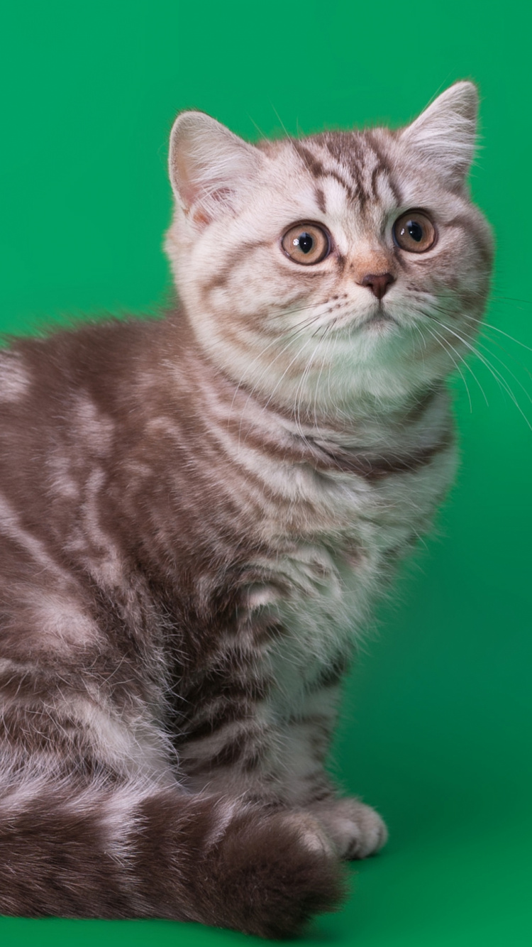 Обои кот, ли дракон, американская жесткошерстная кошка, млекопитающее, кошки малого и среднего размера в разрешении 750x1334