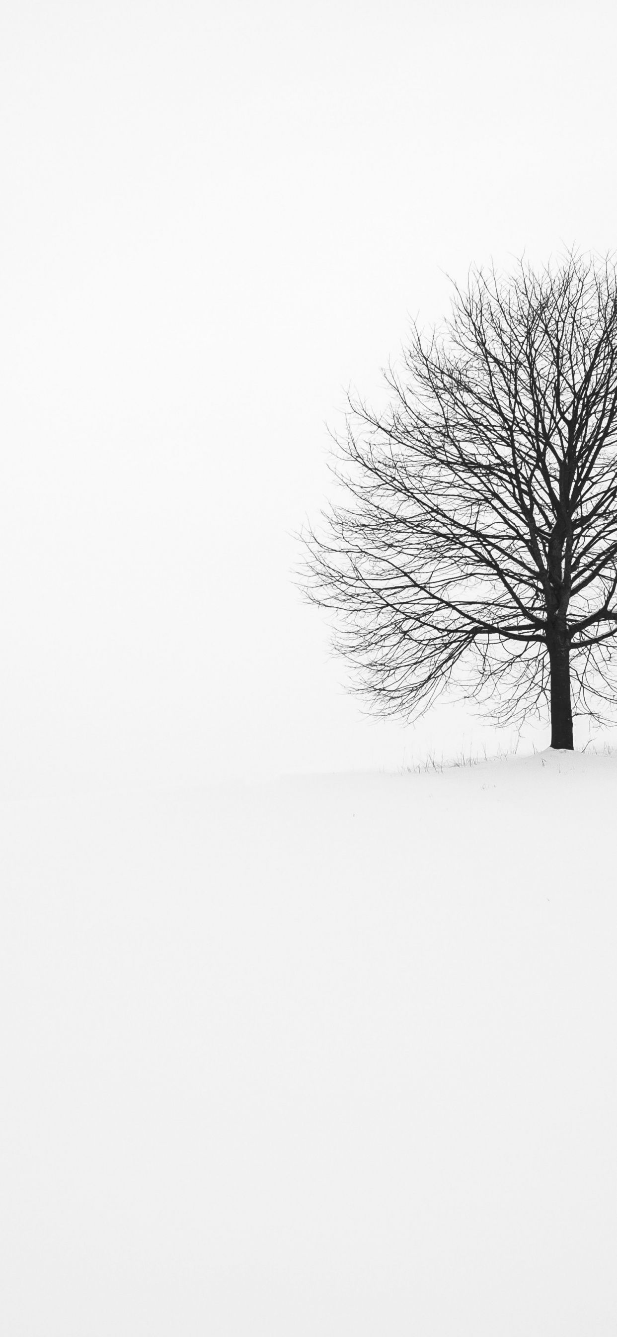 Обои Fabrice Villard, растение, дерево, природный ландшафт, прут в разрешении 1242x2688