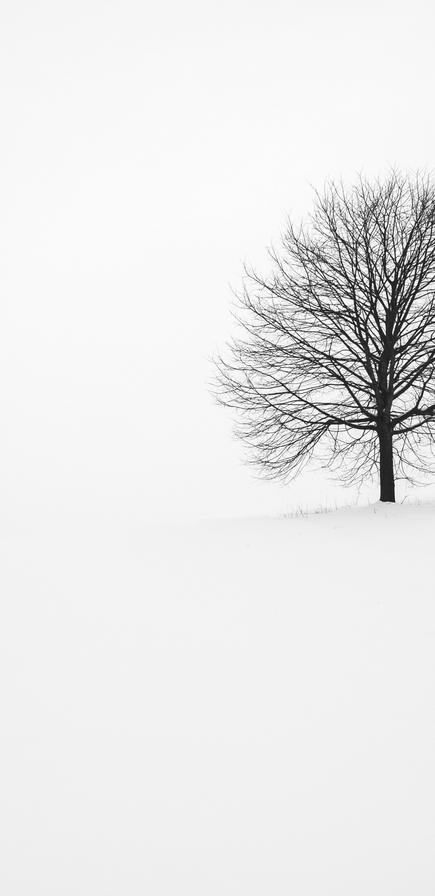 Обои Fabrice Villard, растение, дерево, природный ландшафт, прут в разрешении 1440x2960