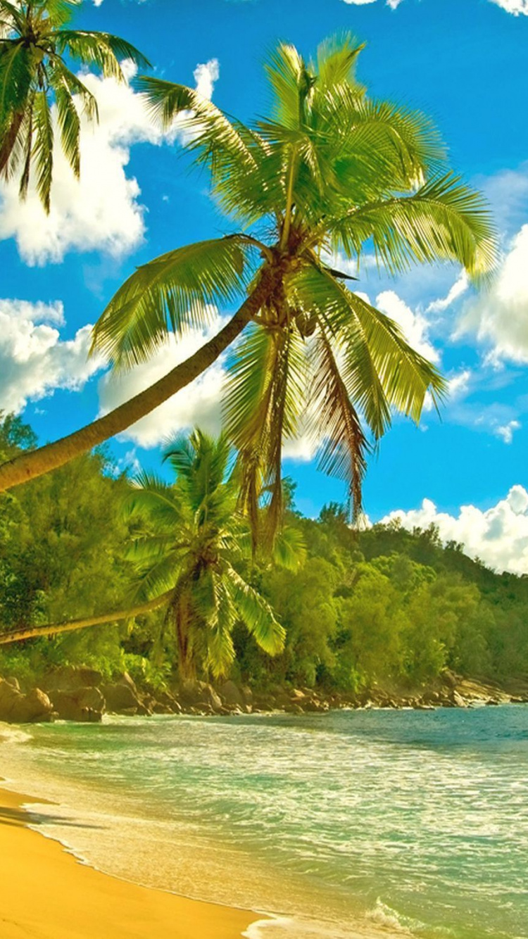 Обои пляж, море, берег, природа, тропическая зона в разрешении 750x1334