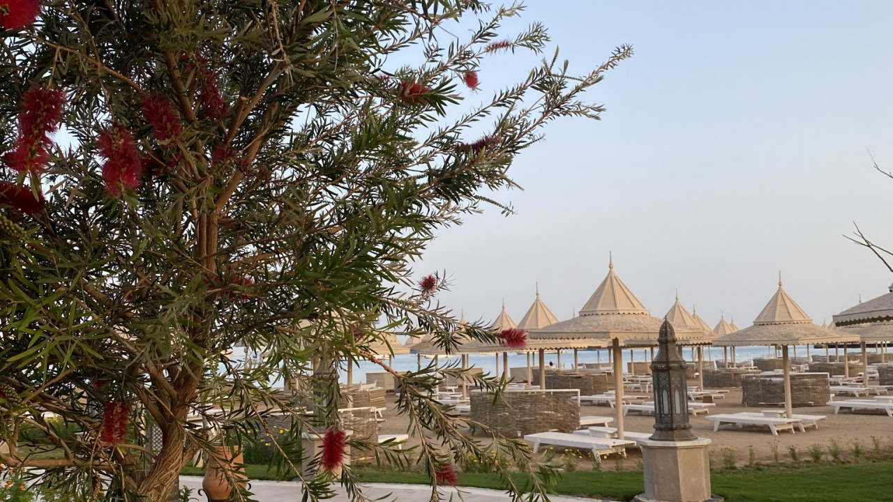 Обои дерево, биология, наука, растение, ботаники в разрешении 1280x720