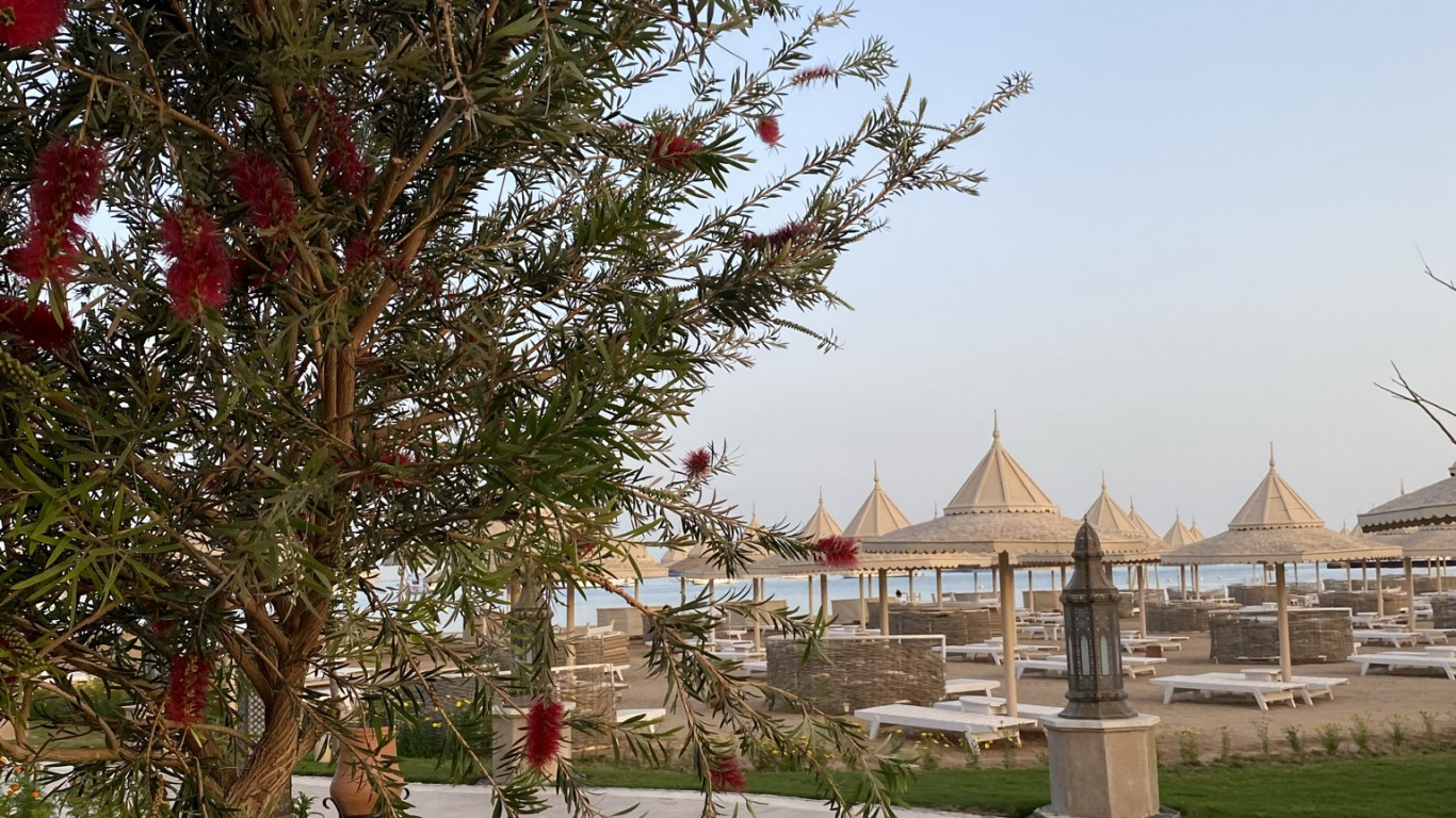 Обои дерево, биология, наука, растение, ботаники в разрешении 1366x768