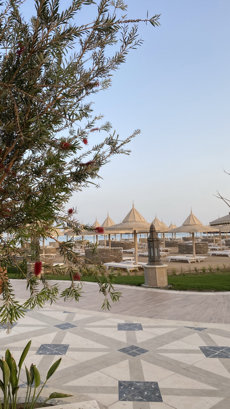 Обои дерево, биология, наука, растение, ботаники в разрешении 750x1334