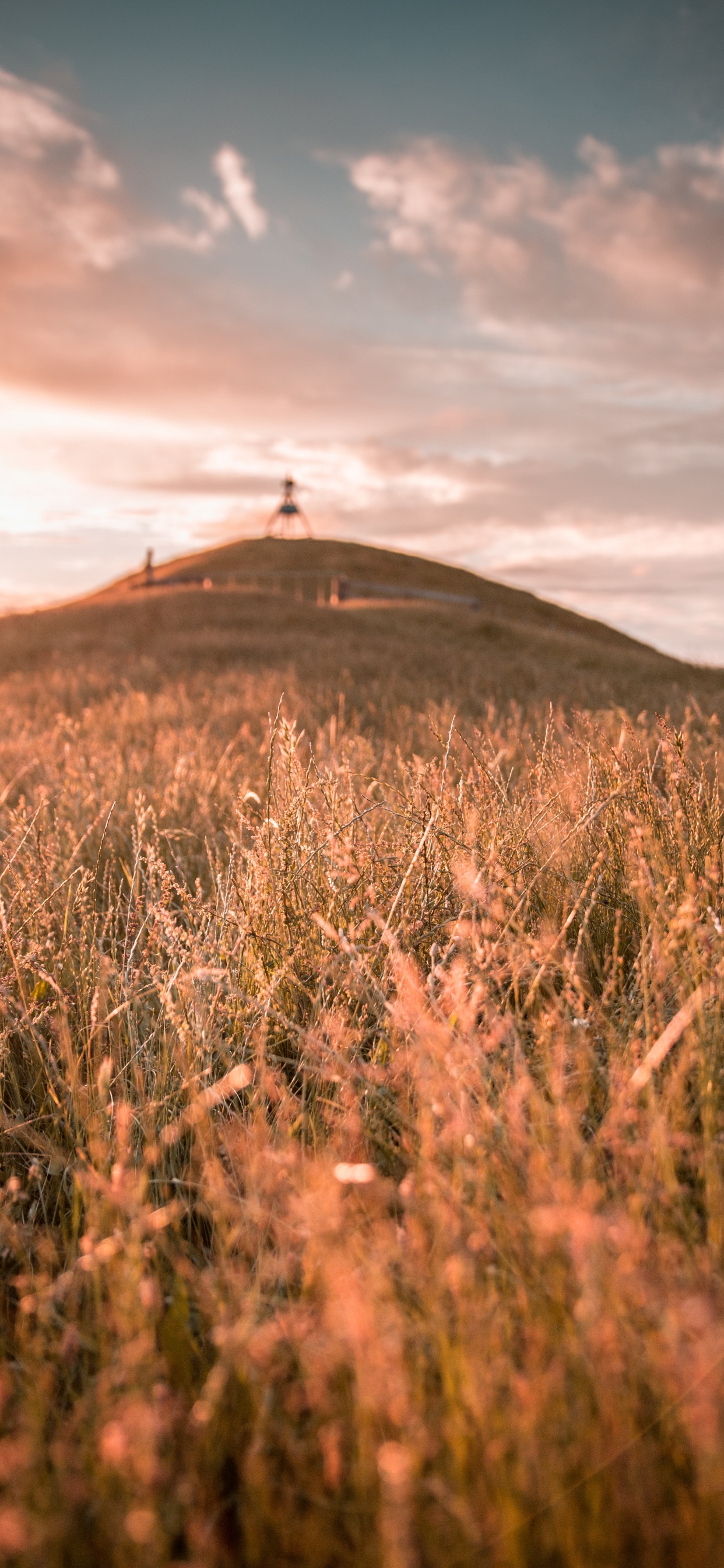 Обои природа, сенокосное угодье, золотой час, небо, влог в разрешении 1242x2688