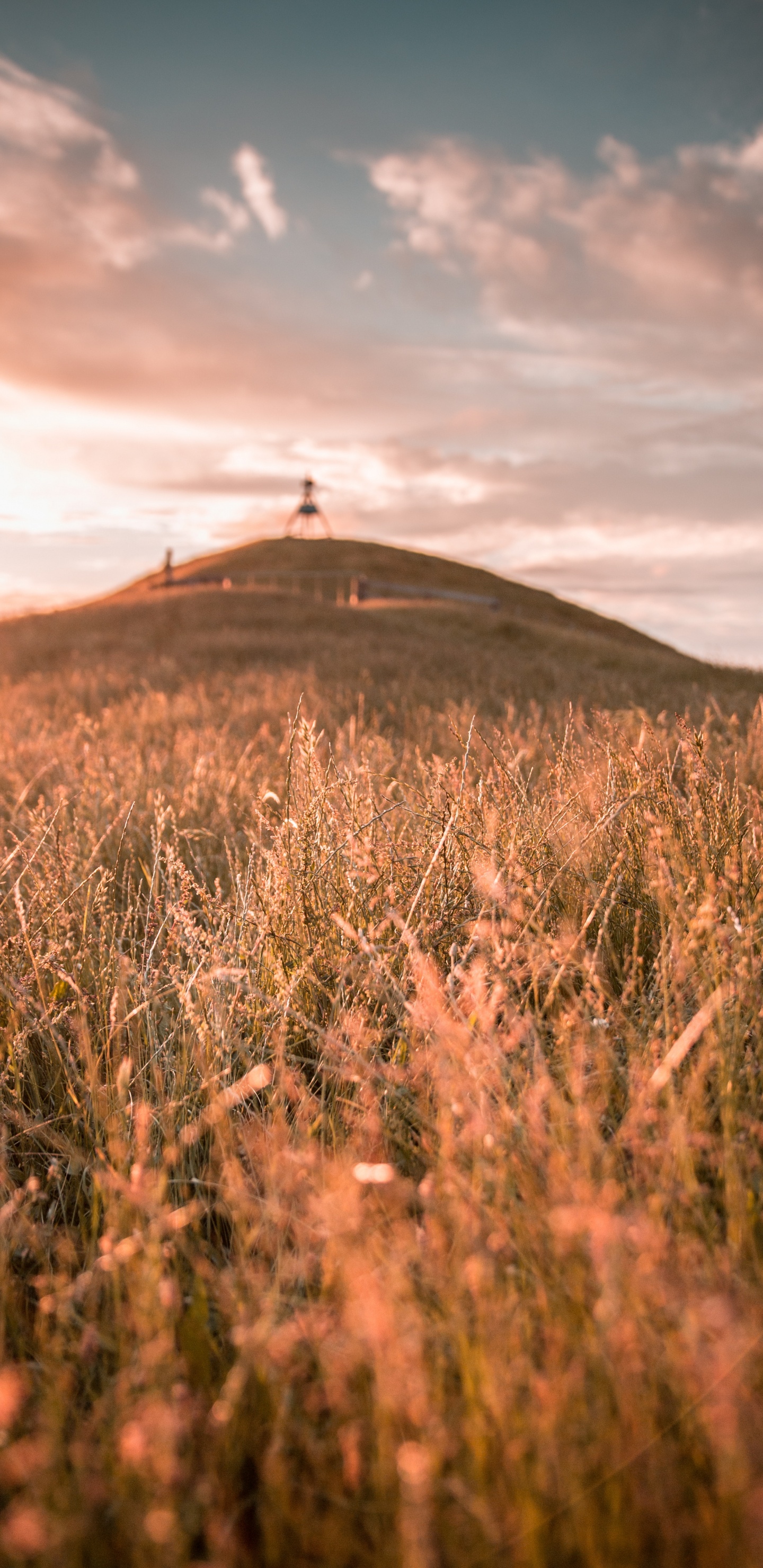 Обои природа, сенокосное угодье, золотой час, небо, влог в разрешении 1440x2960