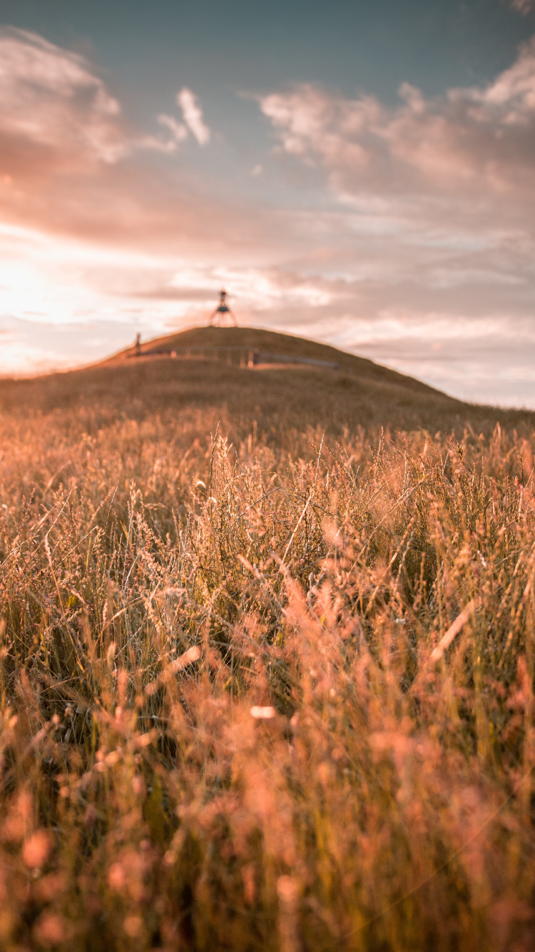 Обои природа, сенокосное угодье, золотой час, небо, влог в разрешении 750x1334