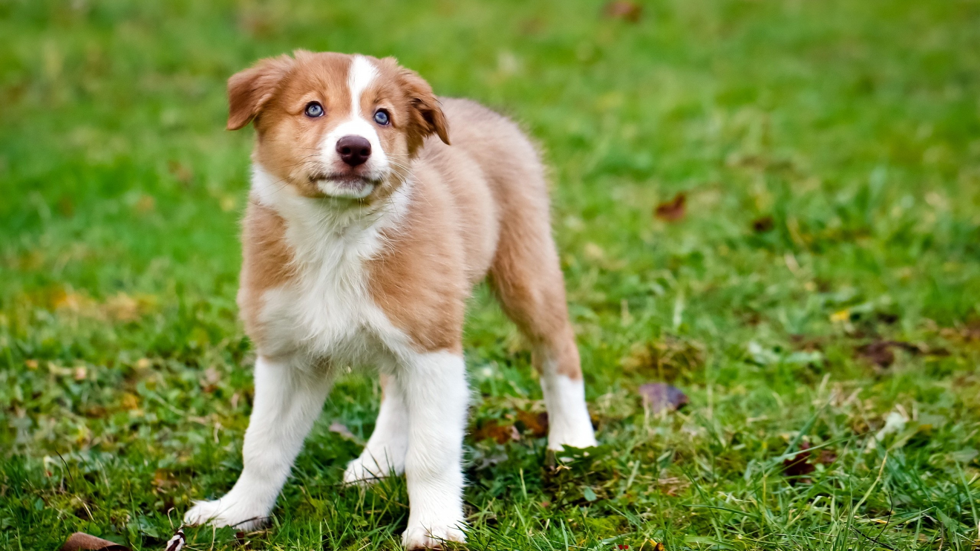 Обои Австралийская овчарка, щенок, собака породы, собака компаньон, валлийская овчарка в разрешении 1920x1080