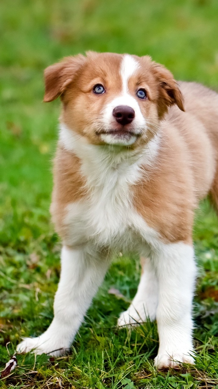 Обои Австралийская овчарка, щенок, собака породы, собака компаньон, валлийская овчарка в разрешении 720x1280