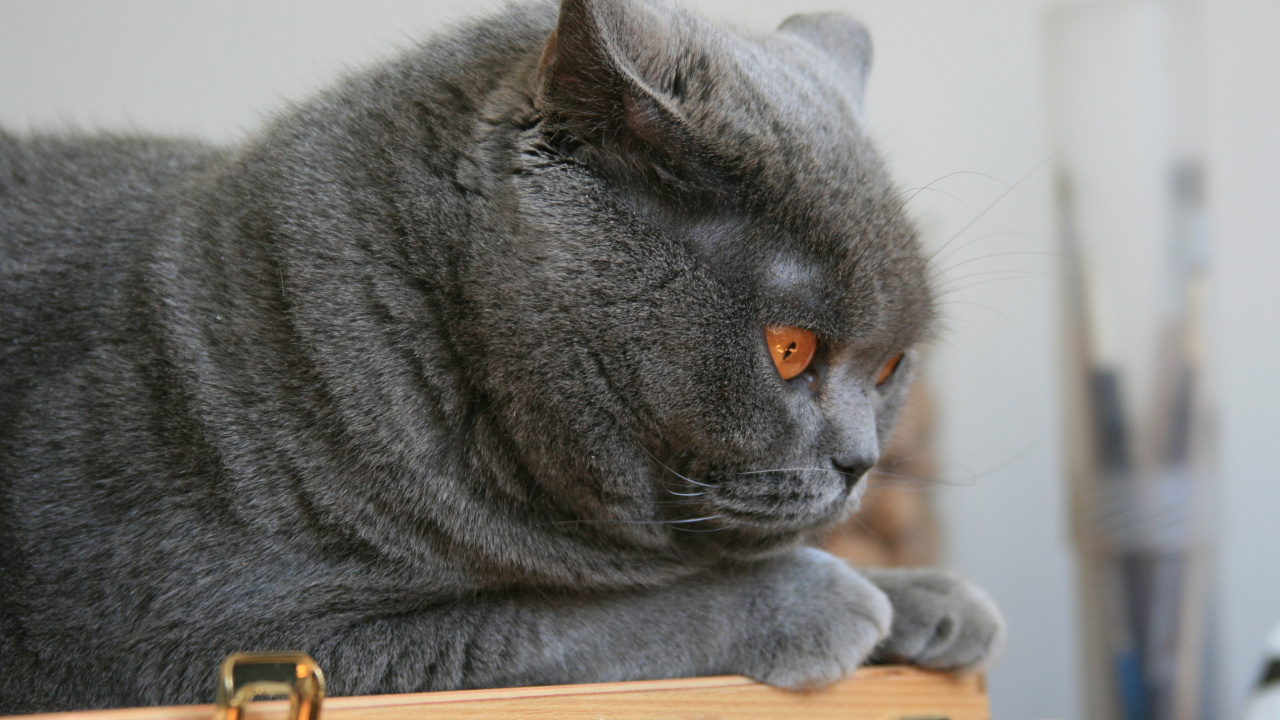 Обои шотландская вислоухая, котенок, британская короткошерстная, кот, бакенбарды в разрешении 1280x720