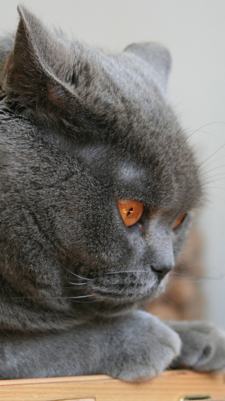 Обои шотландская вислоухая, котенок, британская короткошерстная, кот, бакенбарды в разрешении 720x1280